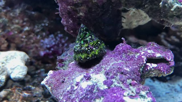 Sea snail in aquarium. Unique amazing beautiful exotic macro video. Time lapse.