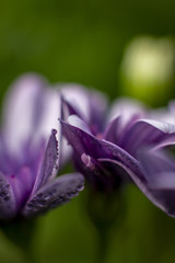 lila Bornholmmargerite