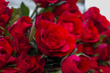 red roses on Valentine's Day