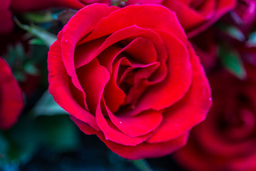 red roses on Valentine's Day