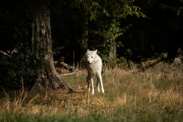 Obraz premium Artic Wolf White Animal
