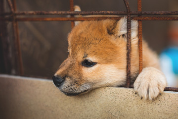 Close-up Portrait of funny red shiba inu puppy trying to escape from the aviary