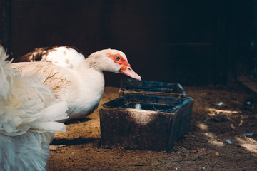 White Muscovy duck with red warty caruncles around beak and eyes near bird feeder at farm