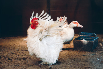 Frizzle-feathered hen spreading wings in coop and white Muscovy duck in background near bird feeder