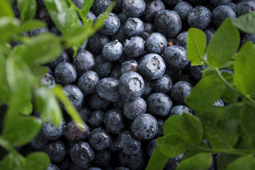  Ripe and juicy fresh picked blueberries closeup.