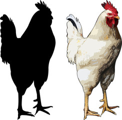 rooster silhouette and illustration - vector © Bokica