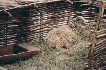 Sheep lying on straw bedding and bleating behind wattle fencing