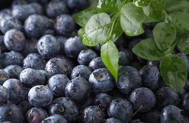 Ripe and juicy fresh picked blueberries closeup.