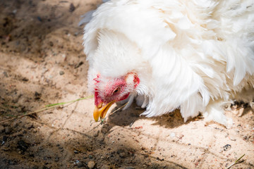 Close up of white hen with frizzle-feathered plumage pecking food from ground in farm coop