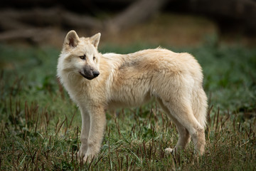 Naklejka na ściany i meble Artic Wolf White Animal