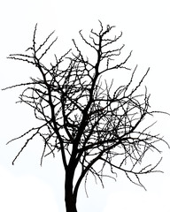 Scary bare black tree silhouette on white background, Branches without leaves
