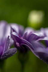 lila Bornholmmargerite