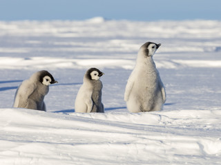 Three Emperor Penguin Chicks