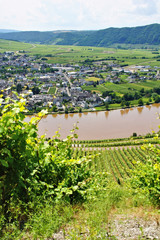 Piesport an der Mosel im Sommer
