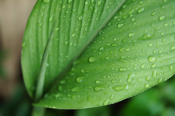 dew drops on green leaf  fresh spring nature relax background