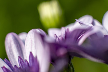 lila Bornholmmargerite