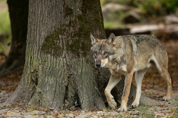 Naklejka na ściany i meble Grey Wolf Europe Animal