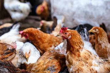 Chickens on the farm. Toned, style, color photo.