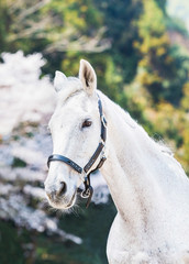 Obraz premium 桜と白馬