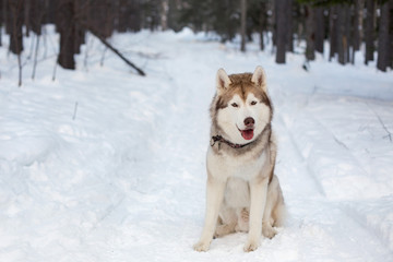 Funny and smiley Husky male is on the snow. Portrait of beige and white siberian husky dog sitting in winter forest on trees background.