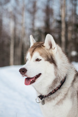 Profile Portrait of beige and white siberian husky dog with tonque out in winter forest with trees background