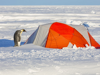 Penguin and Tent © Roger