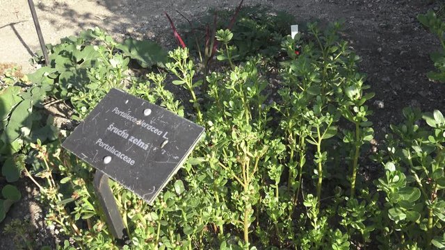 Spices and Herbs. Purslane grows in the garden. Portulaca oleracea. Medicinal plant. 
