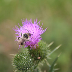 Honey bee collecting nectar on pink creeping thistle flower. Bee on Cirsium arvense flower 
