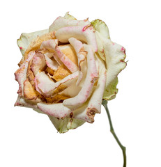 Withered white rose. Dried flowers, sadness, emotions. Bad love concept. Isolated on white.
