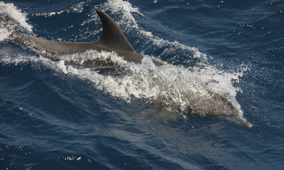 Fototapeta premium Bottlenose dolphin swimming on surface in open ocean