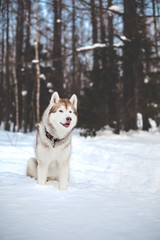 Free and attentive Husky male looks like a wolf. Portrait of beige and white siberian husky dog sitting on the snow in winter forest on trees background.