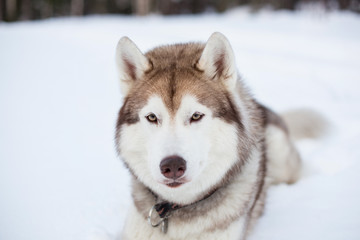 Beige and White Siberian husky is on the snow on Sakhalin Island in Russia. Close-up portrait of Gorgeous Husky dog liying and looking straight to the camera in winter forest.