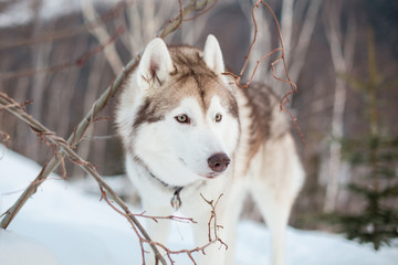 Profile portrait of attentive siberian Husky dog standing on the snow in winter forest at sunset on a mountain background. Husky male looks like a wolf.