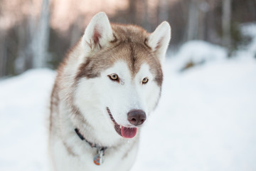 Close up portrait of siberian Husky dog sitting on the snow in winter forest at sunset