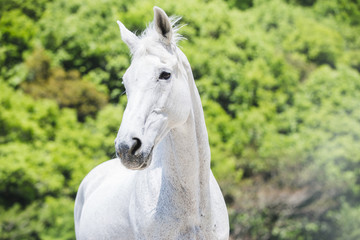 Fototapeta premium 白馬