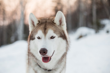 Naklejka premium Close-up portrait of siberian Husky dog sitting on the snow in winter forest at sunset.
