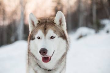 Close-up portrait of siberian Husky dog sitting on the snow in winter forest at sunset.