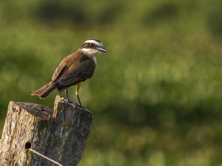 Great Kiskadee