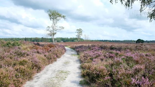 Heathland landscape with blooming Heather plants