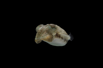 Cuttlefish or cuttles are marine animals of the order Sepiida with black isolated background.