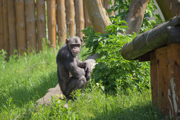 big black monkey sitting