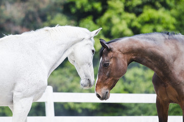 白い馬と茶色い馬
