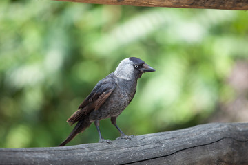 a black crow sits in a park