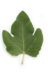 Green fig tree leaf isolated on white background
