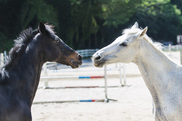 白い馬と黒い馬