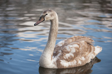 portrait of a beautiful gray swan