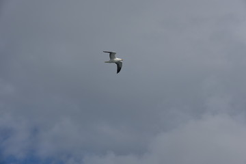 Bird fly freedom 