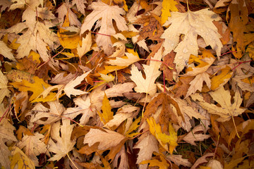 autumn leaves on the ground
