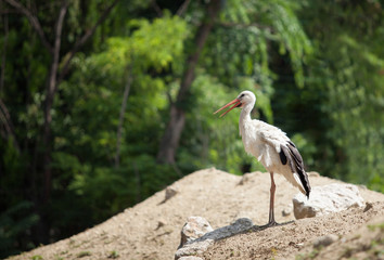 beautiful white stork stands on a hill of sand against a background