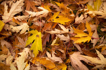 autumn leaves on the ground